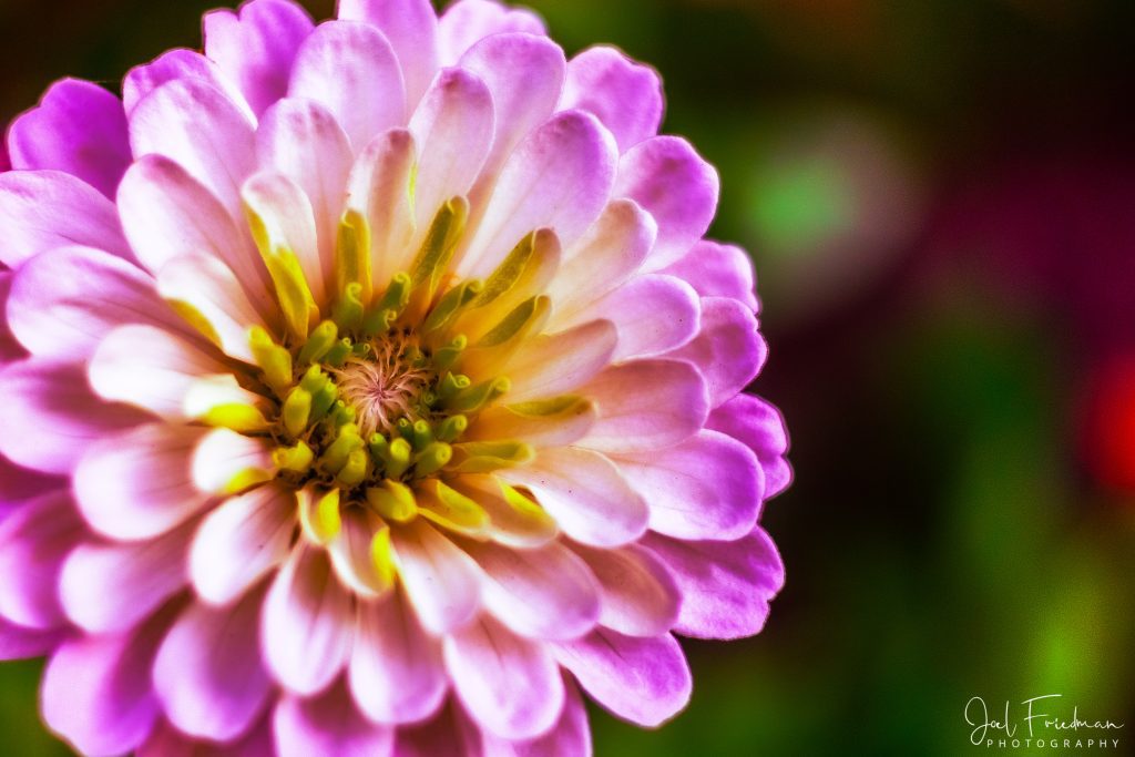 Bursting Zinnia